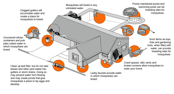 mosquito home.jpg